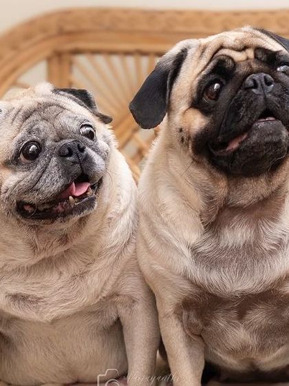 A portrait of two pugs, showing their close bond.