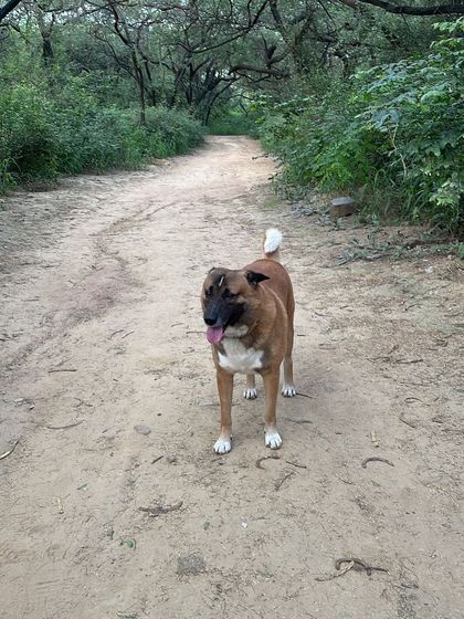 Brownie, my desi boy, enjoying a walk in nature. He came from the streets and taught me everything about earning a dog's trust. Our bond is the foundation of my entire training philosophy.