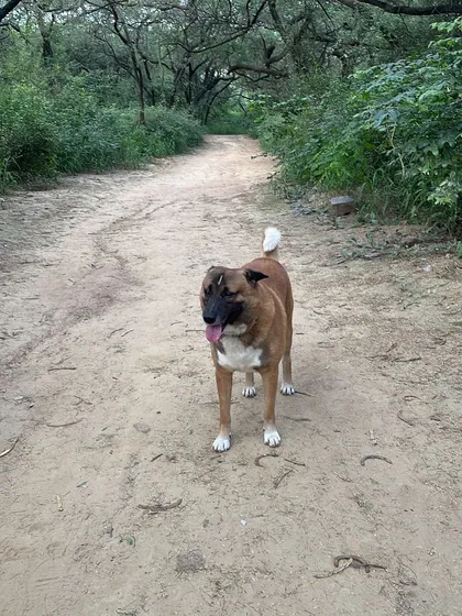 Brownie, my desi boy, enjoying a walk in nature. He came from the streets and taught me everything about earning a dog's trust. Our bond is the foundation of my entire training philosophy.