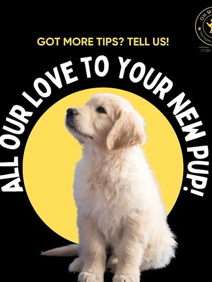 Oh My Dawg - Pet Grooming Services Pet Care Tips from Our Experts photo 14