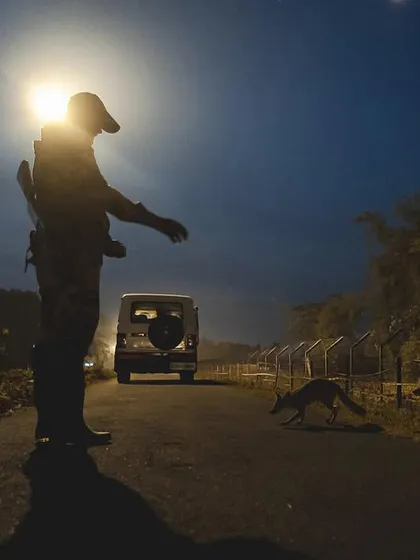 A BSF soldier stands guard as a family of Bengal foxes crosses the road. This image from a remote project highlights the incredible coexistence between humans and wildlife that we often document.