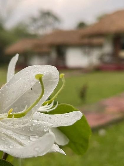 A close-up of a flower after a fresh morning shower at a Coorg eco-lodge. It's these small moments of natural beauty that make a stay here so special and rejuvenating.