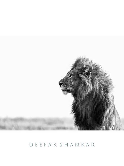 This fine art print is a celebration of form and texture. The minimalist, high-key style makes it a sophisticated and modern piece of wildlife art.