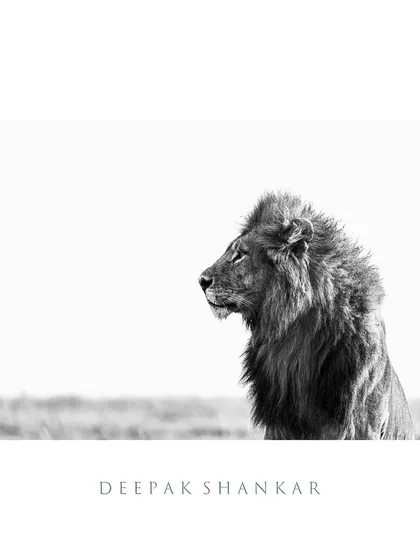 This fine art print is a celebration of form and texture. The minimalist, high-key style makes it a sophisticated and modern piece of wildlife art.