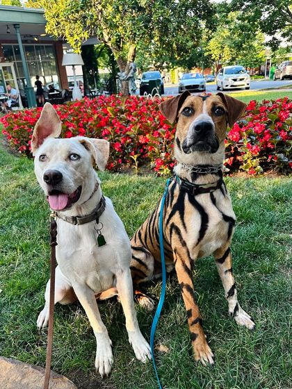 Tulsa Dog Trainer - Pack Walks The Goal: Calm and Confident Dogs photo 6