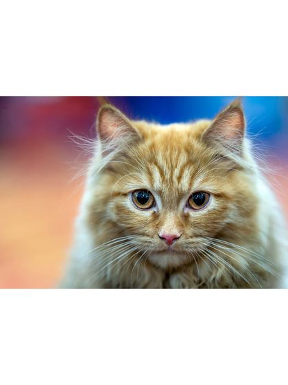 The full portrait of the beautiful ginger cat.
