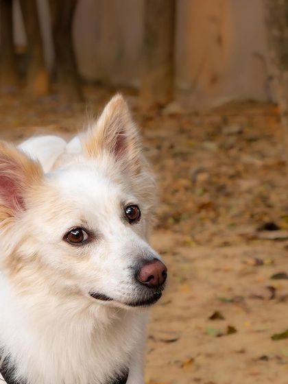 Snowy in the outdoors, looking alert and beautiful.