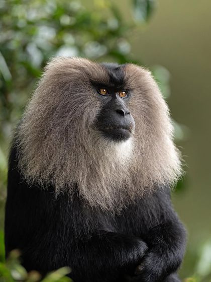 A regal portrait of a male Lion-tailed Macaque, its impressive mane giving it a lion-like appearance.