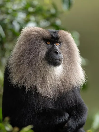 A regal portrait of a male Lion-tailed Macaque, its arms crossed and its gaze steady.