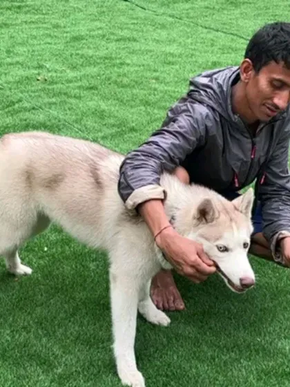 Every pet gets one-on-one attention and care. I make sure to connect with each guest, like this beautiful Husky, to help them feel secure and loved during their stay.