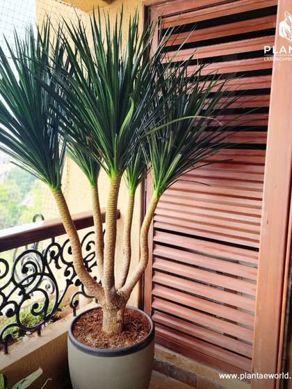 Balcony & Terrace Transformations photo 5