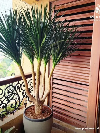 A Dracaena plant adds height and a tropical feel to this balcony. We often use tall, slender plants like this to create visual interest and draw the eye upward, making the space feel larger and more dynamic.