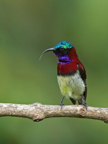 A Crimson-backed Sunbird showing off its iridescent plumage and long, curved beak used for sipping nectar.