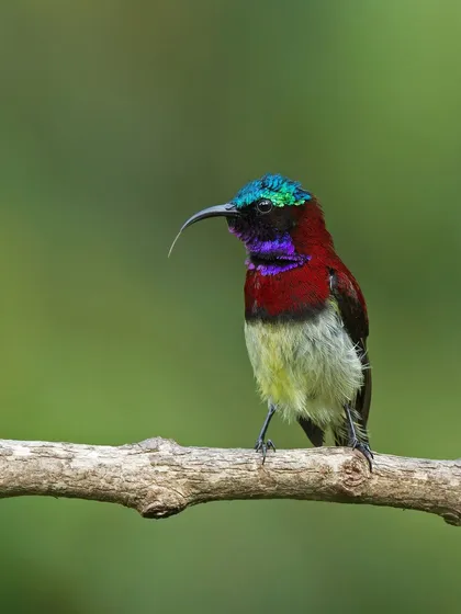 A Crimson-backed Sunbird extends its long, curved tongue. This specialized adaptation allows it to feed on nectar deep within flowers, much like a hummingbird.