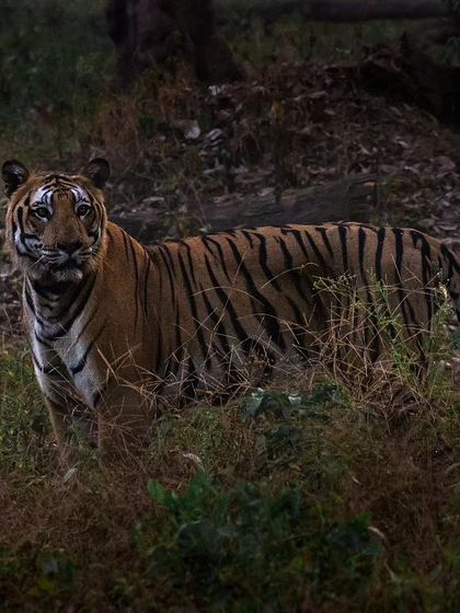 A direct gaze from a tiger in the wild is a powerful experience. This photo, taken by a guest, captures the alert and majestic nature of this incredible animal.
