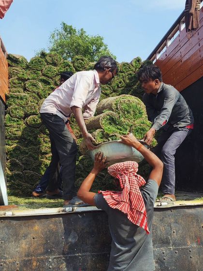 Delhi Gardner - Wholesale Plant & Turf Supply Natural Grass Turf: From Our Farm to Your Project photo 146