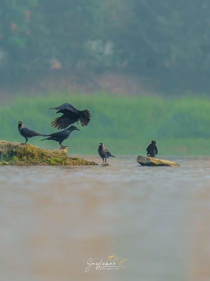 Crows on the riverbank, with one coming in for a landing, its wings spread.