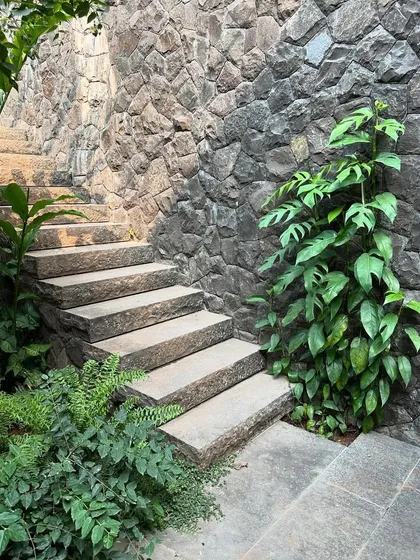 Stone steps curve around a rough basalt wall, with a climbing plant beginning its ascent. This detail from an Alibaug project shows how we use natural materials and planting to create beautiful, textural moments.