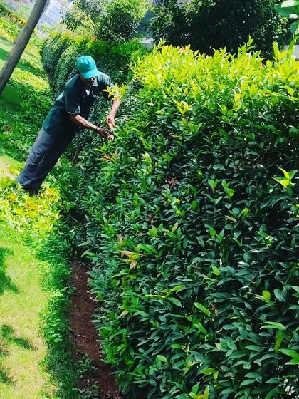 Morning Dews Landscapes - Garden & Landscape Maintenance Garden Maintenance in Action photo 3