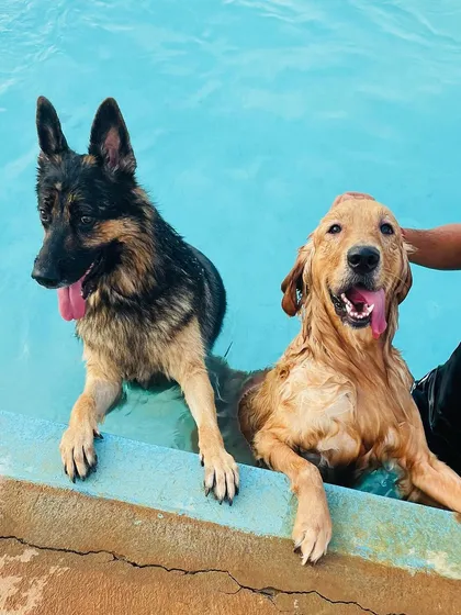 A German Shepherd and a Golden Retriever enjoying a cool dip together. Our resort is a safe space for dogs of all breeds and sizes to socialize and play.