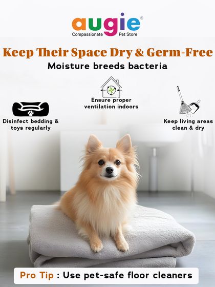 Augie Pets - Pet Grooming Services Seasonal & Health Care Guides photo 3