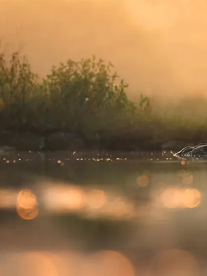 The classic silhouette of a cormorant on its perch, with the golden light of dawn creating a beautiful, warm glow and soft reflections in the water.