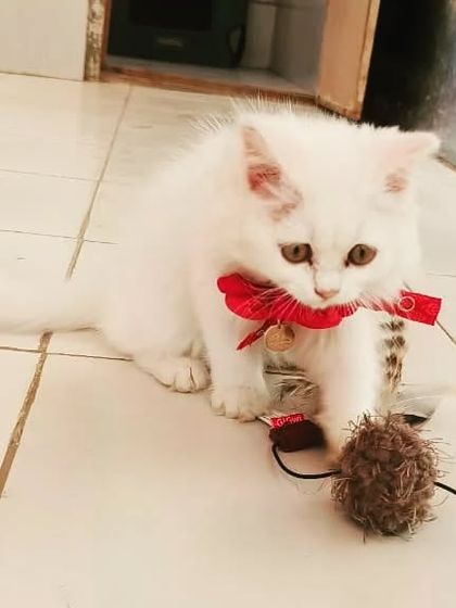 Meet Evee, our adorable Persian kitten guest. She's full of playful energy and loves people.