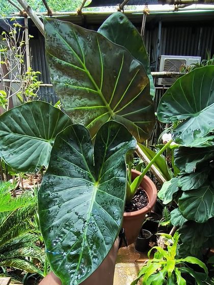 Rare & Collector's Plants photo 22