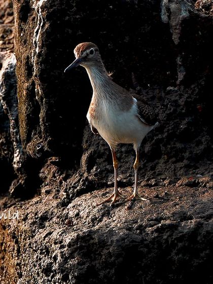The Common Sandpiper is incredibly fast, so I was thrilled to get this still shot. It paused for just a second on the rocks, allowing me to capture its sleek profile against the dark background.