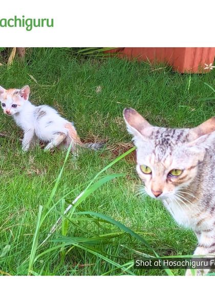 A mother cat and her kitten exploring the farm. Our pet-friendly policy means that all members of the family, furry or otherwise, are welcome here.