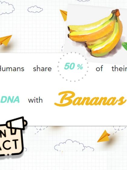 Fun Fact: Humans share 50% of their DNA with bananas. These overlapping "housekeeping genes" are responsible for basic cellular functions that are common to many forms of life.