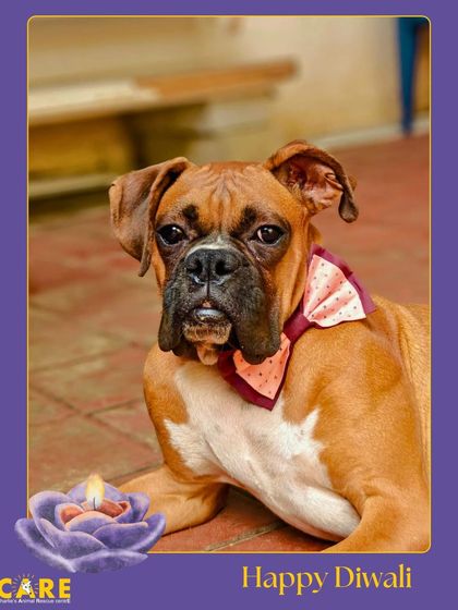 Charlie's Animal Rescue Centre - Animal Rescue & Adoption Life at the Shelter photo 13