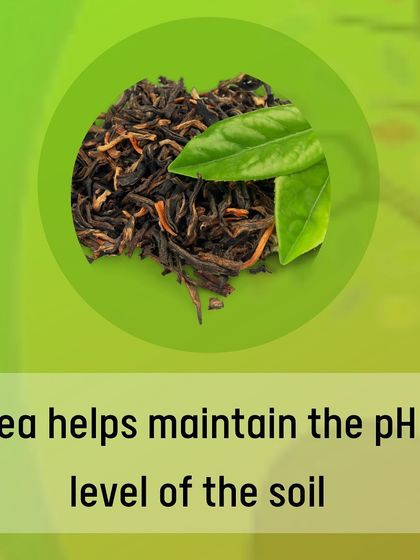 Used tea leaves can help maintain the pH level of your soil. The tannic acid in tea is beneficial for acid-loving plants. You can mix cooled tea leaves directly into the soil or pour cooled, brewed tea on your plants.