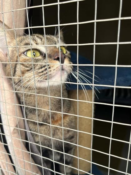 Ms. Shifu enjoying some bird TV from the safety of the window. Keeping cats mentally stimulated is a big part of my care routine.
