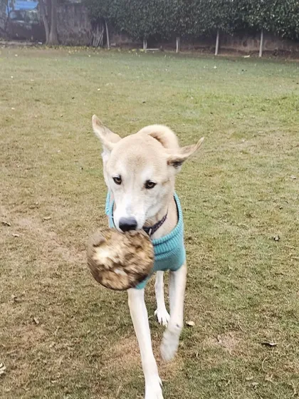 An Indie dog with his prized possession, a muddy ball.