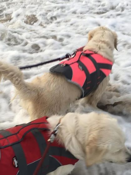 Deepthi - Dog Travel & Adventure Coaching Water Adventures: From Pools to Open Seas photo 8