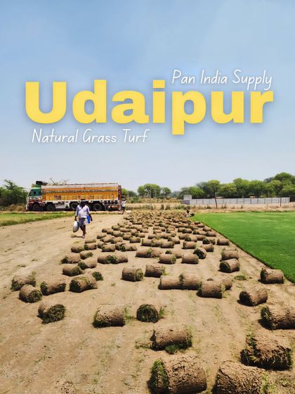 Delhi Gardner - Wholesale Plant & Turf Supply Natural Grass Turf: From Our Farm to Your Project photo 40