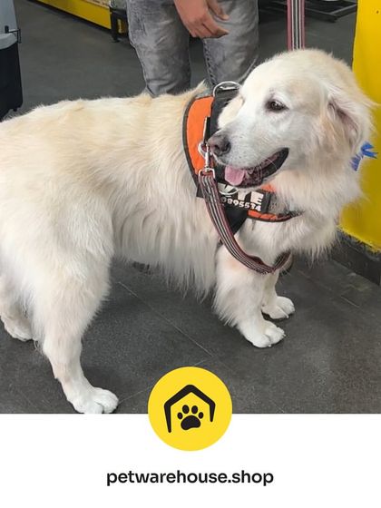 Pet Warehouse - Pet Grooming Services Happy Tails Gallery photo 7