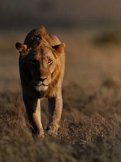 A young lion caught in the dramatic side light of early morning in the Masai Mara. I teach how to underexpose in these situations to create depth and mood.