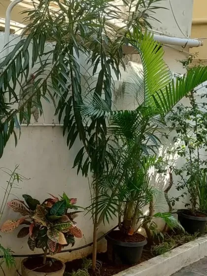 A corner of a garden filled with a mix of plants, including crotons and palms. This shows how we can work with existing ground patches to create a dense and beautiful garden.