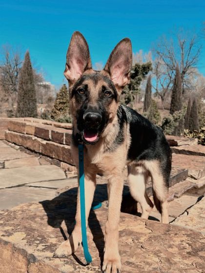 Tulsa Dog Trainer - Immersive Board & Train Programs Board & Train Graduates photo 127