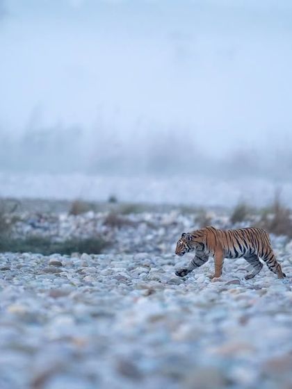 The Striped Kingdom: Tigers of India photo 48