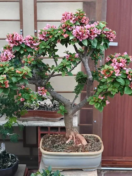 This heart-shaped Bougainvillea bonsai is a unique piece, with its branches trained to form a symbol of love. The pink blooms add to its romantic and artistic appeal.