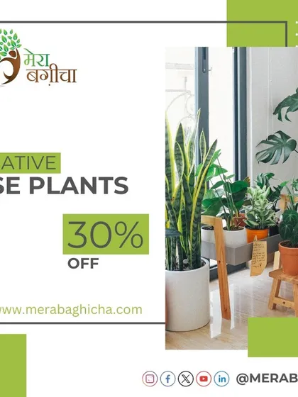 A collection of decorative house plants, including a Monstera and a Snake Plant, can instantly liven up a room. I offer a variety of plants that are perfect for creating a stylish, green interior.