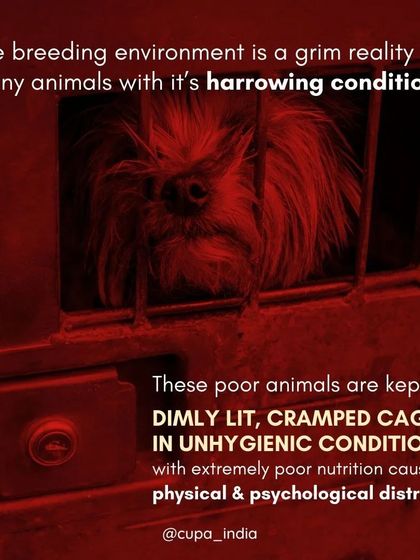 Cupa - Animal Cruelty Legal Aid & Advocacy Exposing Hidden Cruelty photo 3