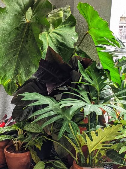 A collection of various indoor plants with different leaf shapes, colors, and textures creates a vibrant corner. Grouping plants like this can create a high-impact look in any room.