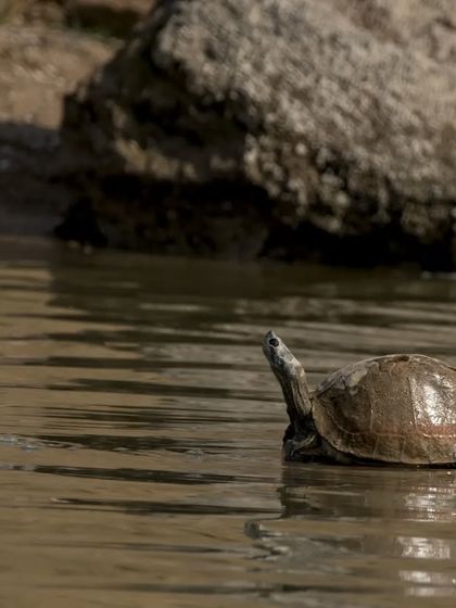 A Red-crowned Roofed Turtle, a critically endangered species, basking in the Chambal River.