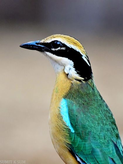 A portrait of the Indian Pitta, showcasing the nine colours that give it the name 'Navrang'. Can you spot them all?