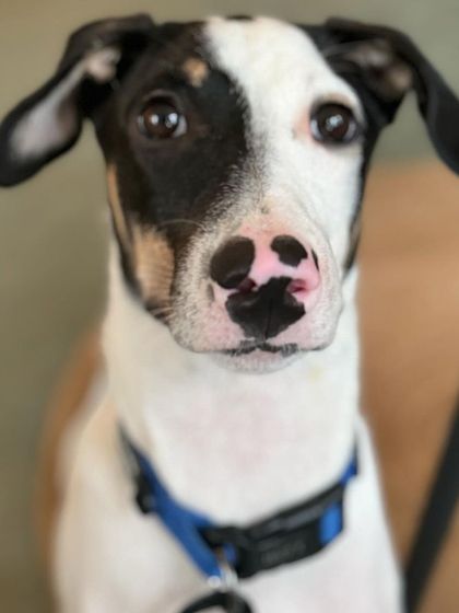 A close-up of Tintin. We will be working on everything from leash manners to confidence building.