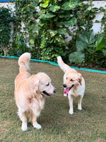 Max making a new friend. We carefully supervise all interactions to ensure they are positive and fun.